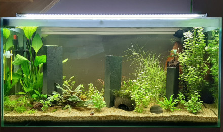 aquarium aqua thi