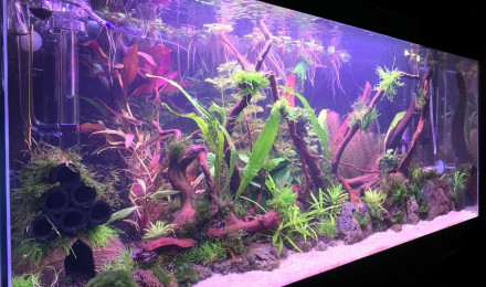 aquarium Tropical 74L