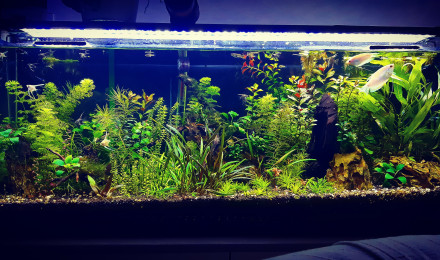 aquarium Aquarium 100litre