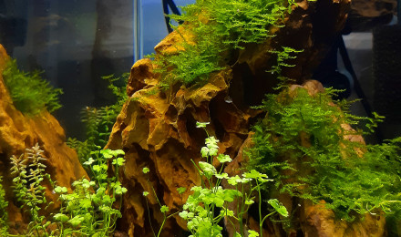 aquarium Nano 14 litres