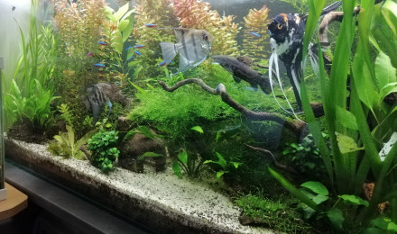 aquarium 360l amazonien