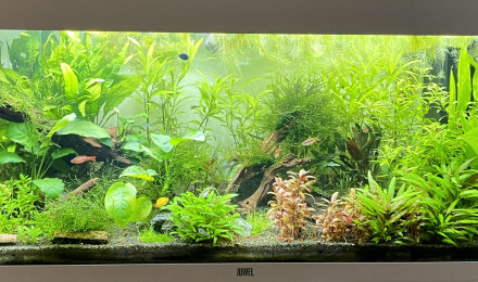 aquarium Communautaire - RIO 180