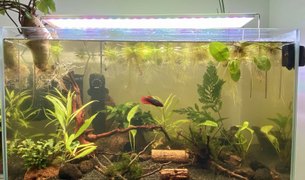aquarium Betta Femelle