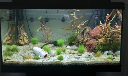 aquarium Premier aquarium