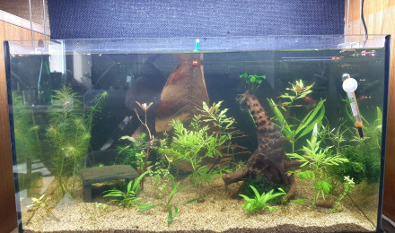 aquarium autonome