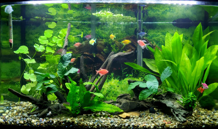 aquarium Amazonia