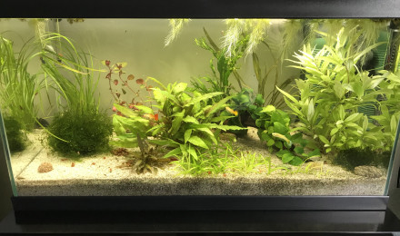 aquarium Petit coin des guppys