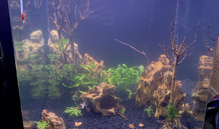 aquarium Asie galaxy