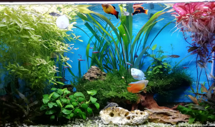 aquarium JOSE