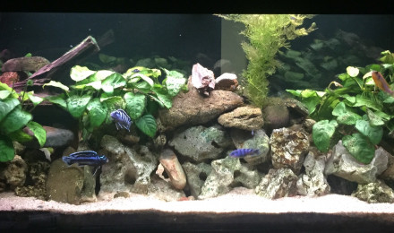 aquarium Cichlidés Malawi