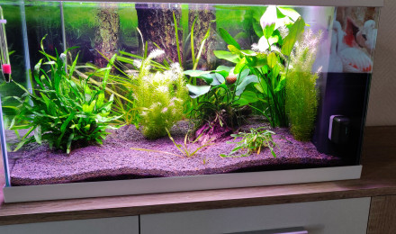 aquarium Ciano 60cm