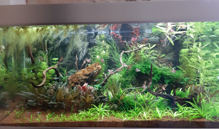 aquarium Proxima 250litres