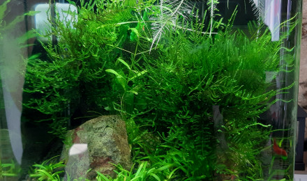 aquarium Nano 20 LITRES
