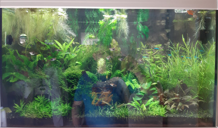 aquarium Communautaire 160L