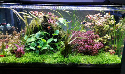 aquarium Platynium