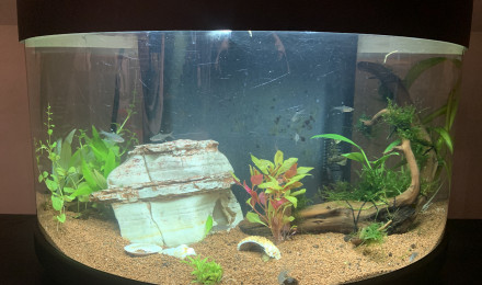 aquarium Precursor