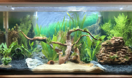 aquarium Le principal