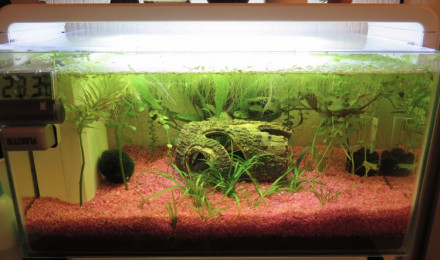 aquarium Bac Betta