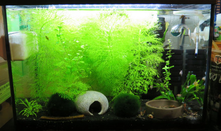 aquarium Bac Red Cherry
