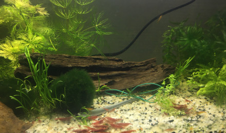 aquarium Red cherry 20L