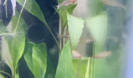 aquarium Nano 25L