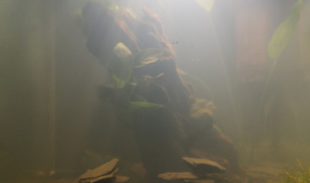 aquarium Nano 30 litres Dennerle