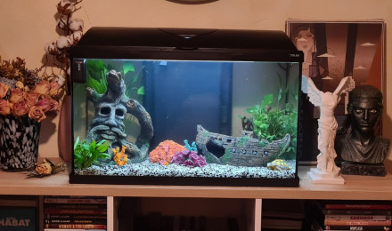 aquarium Mon aquarium