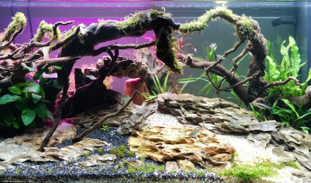 aquarium 180 L