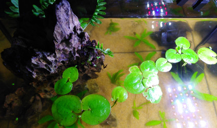 aquarium 20L Futur bac betta femelle en cyclage