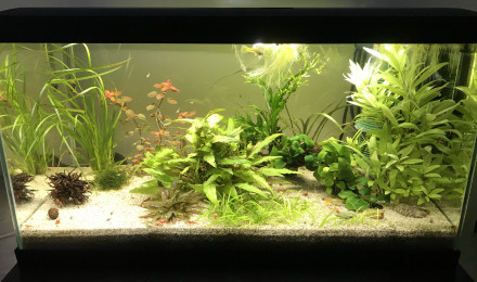 aquarium Petit coin des guppys