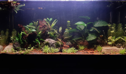 aquarium Nouvel aqua