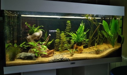 aquarium Amazonien