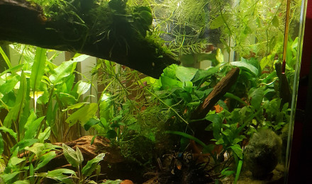 aquarium Little Paradise