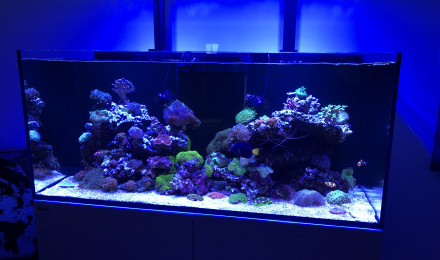 aquarium Recifal 350