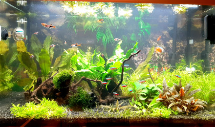 aquarium Communautaire 160L