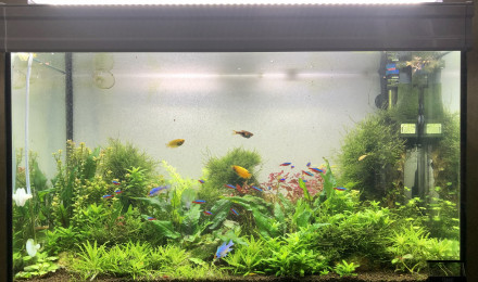 aquarium Aquatlantis 80