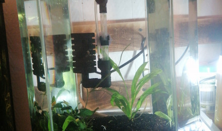 aquarium 20l