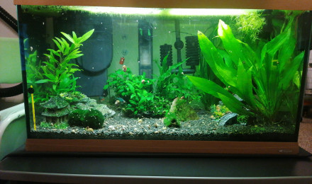 aquarium Ferplast Dubai 120l