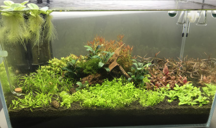 aquarium Shrimp dream