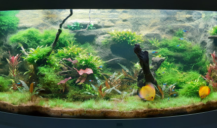 aquarium Aquascape