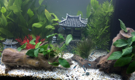 aquarium Juwel 180L