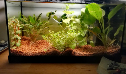 aquarium Premier betta