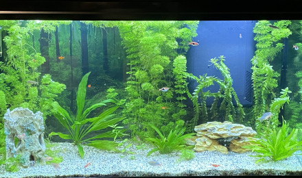 aquarium Biotope communautaire