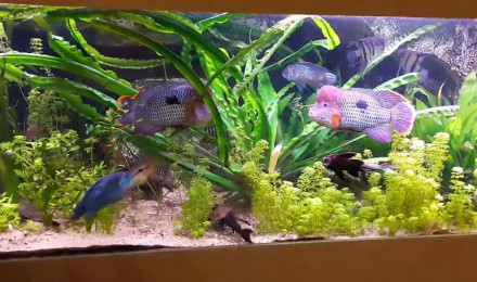 aquarium Fabrice Vangrundelbeke