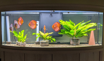 aquarium Discus paradise