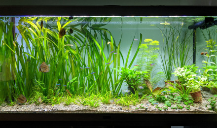 aquarium Experimental Fish Tank