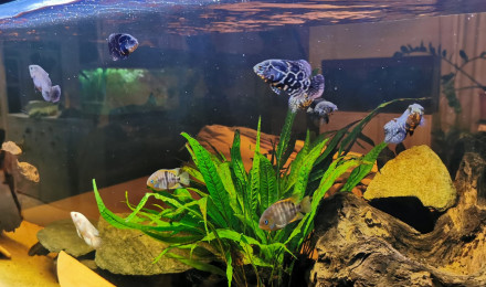 aquarium AMERICAN CICHLIDS