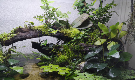 aquarium Paludarium