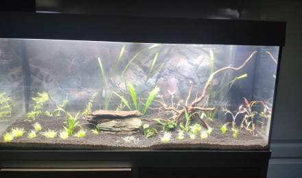 aquarium Juwel rio 180