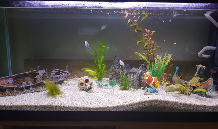 aquarium Nolhan